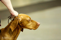 Vizsla Ring Sat