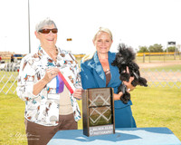 Poodle Toy #12 Fri Maj BOS Talley Martha Carroll and Tiffany Roberts and Gordon King Judge Anne Katona