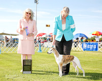 Whippet #14 Fri NC WB Knox Kara Judge Sulie Greendale Paveza