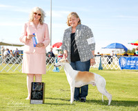 Whippet #7 Fri BOW Rockwell Diana and Karen Miller Judge Sulie Greendale Paveza