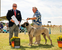 Anatolian Shepherd Dog #5 Fri G4 Dotson Janet Agent Ric Plaut Judge Ken Murray
