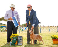 Australian Cattle Dog #16 Fri G1 Rowland J and H Warn and K Watkins and C Kurpas Judge John Wade
