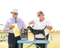 Border Terrier #7 Fri G3 Muller Cindy and Kimberly Yonk Judge John Wade