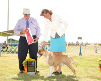 Bull Terrier Colored #5 Fri G2 Davis Diane and Norma and Gordon Smith Judge John Wade