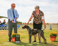 German Shorthaired Pointer #15 Fri Maj BOW Wildy Colin and Maureen Judge Garry Anderson