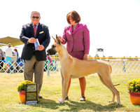 Great Dane #40 Fri Maj BOW Neet Cynthia and John and Samantha Riley Judge Ken Murray