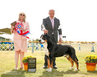 Greater Swiss Mountain Dog #5 Fri BIS Copeland Sue Agent Scott Sommer Judge Sulie Greendale