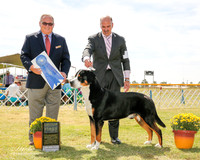 Greater Swiss Mountain Dog #5 Fri G1 Copeland Sue Agent Scott Sommer Judge Ken Murray
