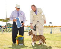 Miniature Bull Terrier #5 Fri G1 Moffitt Teresa and David Judge John Wade