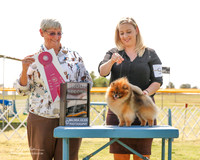 Pomeranian #9 Fri G2 Silverberg Carol and Diane L Finch Judge Anne Katona