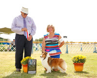 Shetland Sheepdog #10 BOS Bochicchio Eunice and Vickie Wendt Judge John Wade