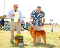 Finnish Spitz #5 fri G3 Judge Gary Andersen