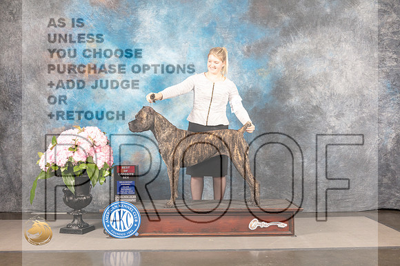 Cane Corso #10 SAT BOP *NO JUDGE*_MJ_8189_Houston_2022_HR3