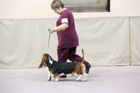 Basset Hound Ring Sat HR Big Spring Apr 2013