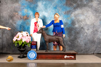 Xoloitzcuintli #9 SAT G2 Judge Linda Hurlebaus