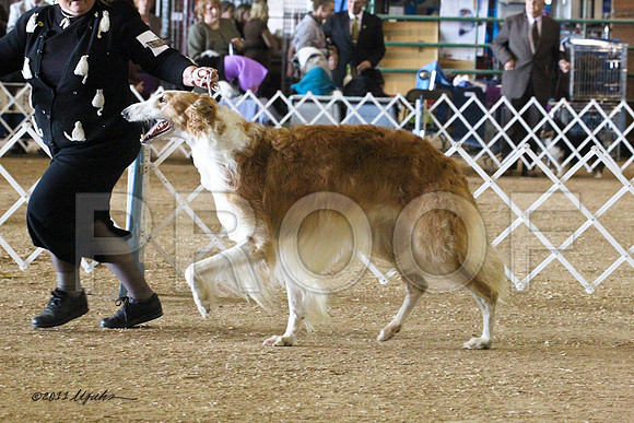 Borzoi-5538