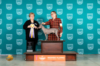 American Hairless Terrier #367 Fri1 RBIS Judge Mary Ellen Meyer