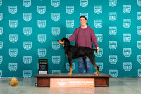 American Leopard Hound #342 Fri1 G3 Judge Katherine Short