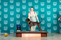 American Leopard Hound #377 Fri G1 Judge Lew Olson
