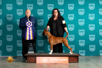 Boxer #216 Fri2 BIS Judge Larry Hansen
