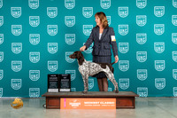 German Shorthaired Pointer #286 Fri BOB Judge Jenny Heger