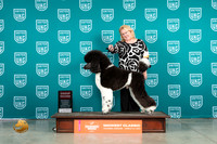 Poodle Std MC #173 Fri G2 Judge Rolland Pelland