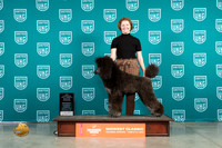 Poodle Std MC #246 Fri BOWCh Judge Rollan Pelland