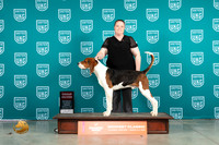 Treeing Walker Coonhound #? Fri2 G2 Judge Lew Olson