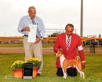 Basenji #5 Sat G1 Tuttle Theresa and Tari Parish Judge Frank Sabella