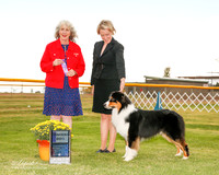 Australian Shepherd #11 Sat WD Mathis Star Judge Sulie Greendale Paveza