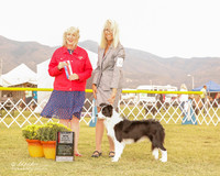 Border Collie #6 Sat Maj BOS Brown Holly and Paula Holcomb Judge Sulie Greendale Pavaza