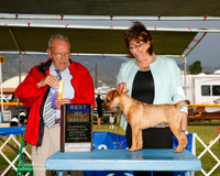 Border Terrier #5 Sat BOB Abbate David and Sandye Abbate Judge Frank Sabella
