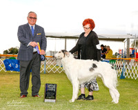 Borzoi #7 Sat Maj BOB Enz Carol Judge Ken Murray