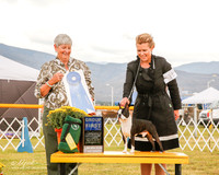 Boston Terrier #11 Sat G1 Sanchez Joe and Carla and Sharon Saberton Agent Jorge Olivera Judge Anne Katona