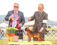 Brussels Griffon #11 Sat BIS Pat Brown Agent Alvin N Lee Judge Ken Murray