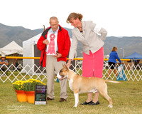 Bull Terrier #5 Sat G2 Davis Diane and Norma and Gordon Smith Judge Frank Sabella