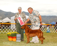 Chesapeake Bay Retriever #6 Sat G2 Coene Tom Agent Ric Plaut Judge Anne Katona