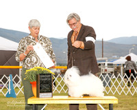Coton De Tulear #6 Sat G4 Presley Dennis and donna Presley Judge Anne Katona