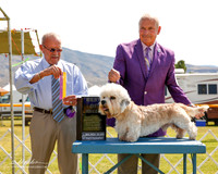 Dandie Dinmont #5 Sat BOB Myers Gary and Karen Dorn Judge Frank Sabella