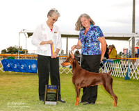 Doberman Pinscher #6 Sat BOB Mikel Clare DVM B Royce Danny Mikel-Royce K Munch Judge Ms Connie Lee Alexander