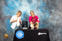 Chihuahua Long Coat #5 Sat OHG4 Judge Carolyn Horowitz