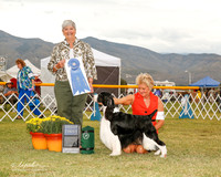 English Springer Spaniel #9 Sat G1 Perreira Sharleen and Ruth Judge Anne Katona