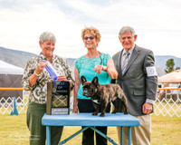 French Bulldog #9 Sat BOW Howard Ray and Dyana Judge Anne Katona