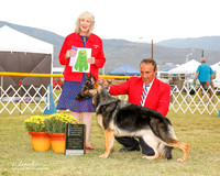 German Shepherd Dog #12 Sat NC BOW Oscar Reyna A Ornelas M Gomez C Arguimbau R Gomez Agent Sergio Espejo Judge Sulie Greendale Paveza