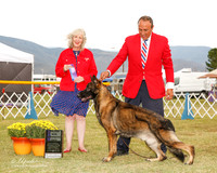 German Shepherd Dog #5 Sat WD Gary ann and Steven Gray Agent Sergio Espejo Judge Sulie Greendale Paveza