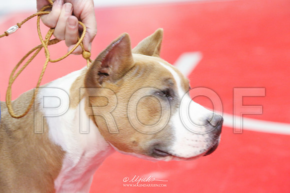 AmStaff-5025-HR