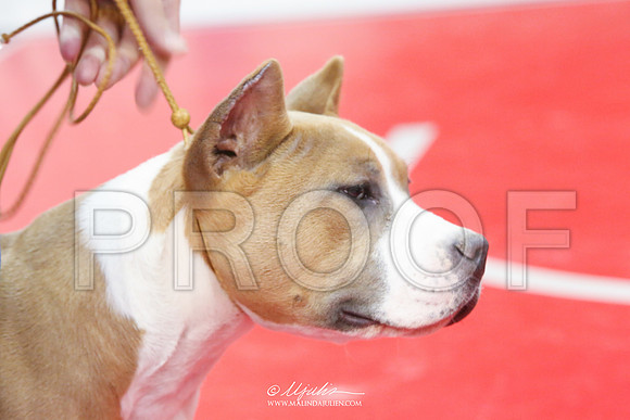 AmStaff-5026-HR