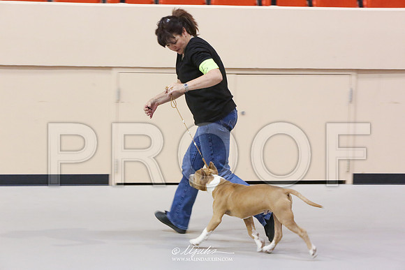 AmStaff-5036-HR