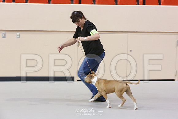 AmStaff-5037-HR