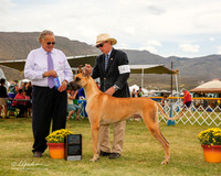 Great Dane #41 Sat WD Maj BOW Neet Cynthia and John Judge John Wade